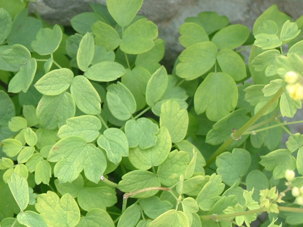 Thalictrum minus / Talittro minore
